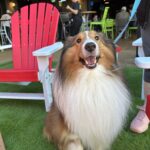 A fluffy Shetland Sheepdog with a long, white mane sits on artificial grass next to a red Adirondack chair at an outdoor restaurant during Easter weekend brunch. The leashed dog looks up happily as guests enjoy an egg hunt in the background.