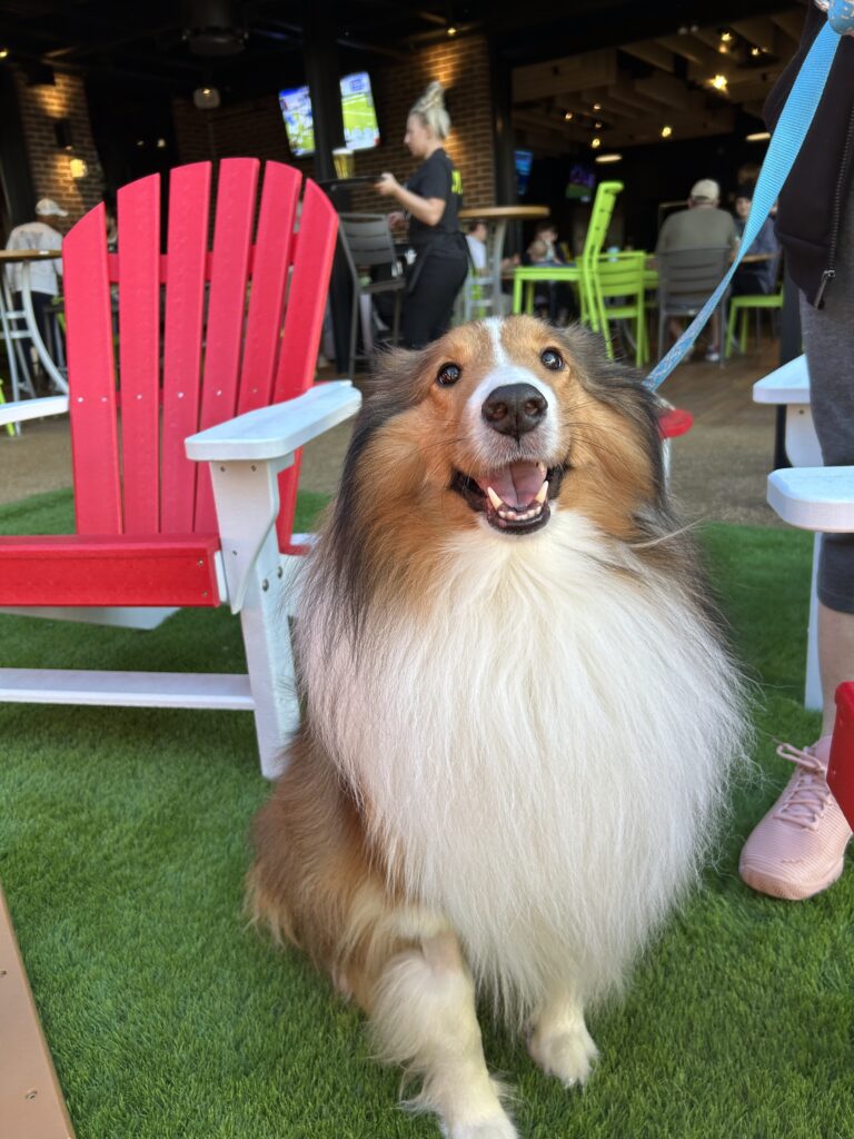 A fluffy Shetland Sheepdog with a long, white mane sits on artificial grass next to a red Adirondack chair at an outdoor restaurant during Easter weekend brunch. The leashed dog looks up happily as guests enjoy an egg hunt in the background.