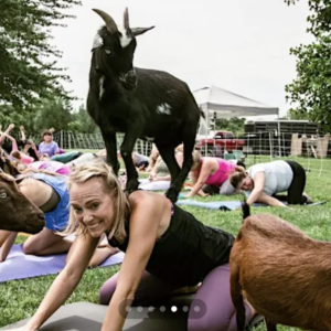 A group of people practice yoga on grass while goats roam among them; one black goat stands on a womans back as she poses and smiles at the camera.
