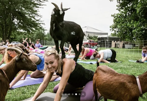 A group of people practice yoga on grass while goats roam among them; one black goat stands on a womans back as she poses and smiles at the camera.