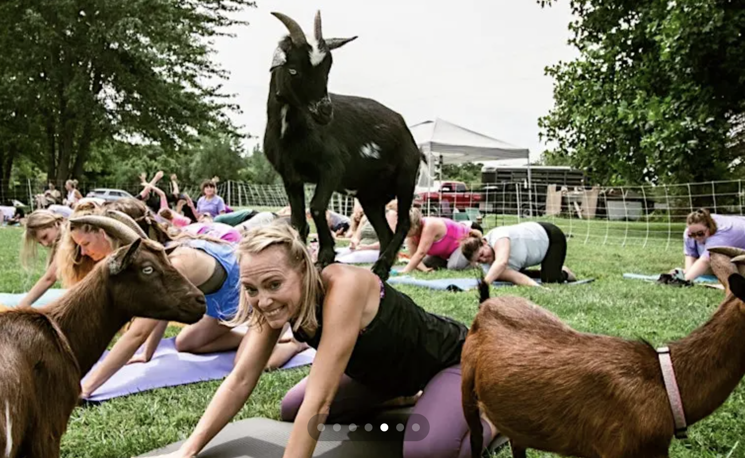 A group of people practice yoga on grass while goats roam among them; one black goat stands on a womans back as she poses and smiles at the camera.