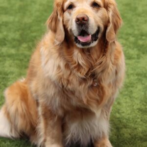 A golden retriever with a fluffy coat sits on green grass, looking at the camera with its mouth slightly open and tongue visible, as if eagerly awaiting a Tomato Dinner at Chicken N Pickle.