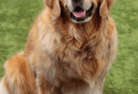 A golden retriever with a fluffy coat sits on green grass, looking at the camera with its mouth slightly open and tongue visible, as if eagerly awaiting a Tomato Dinner at Chicken N Pickle.