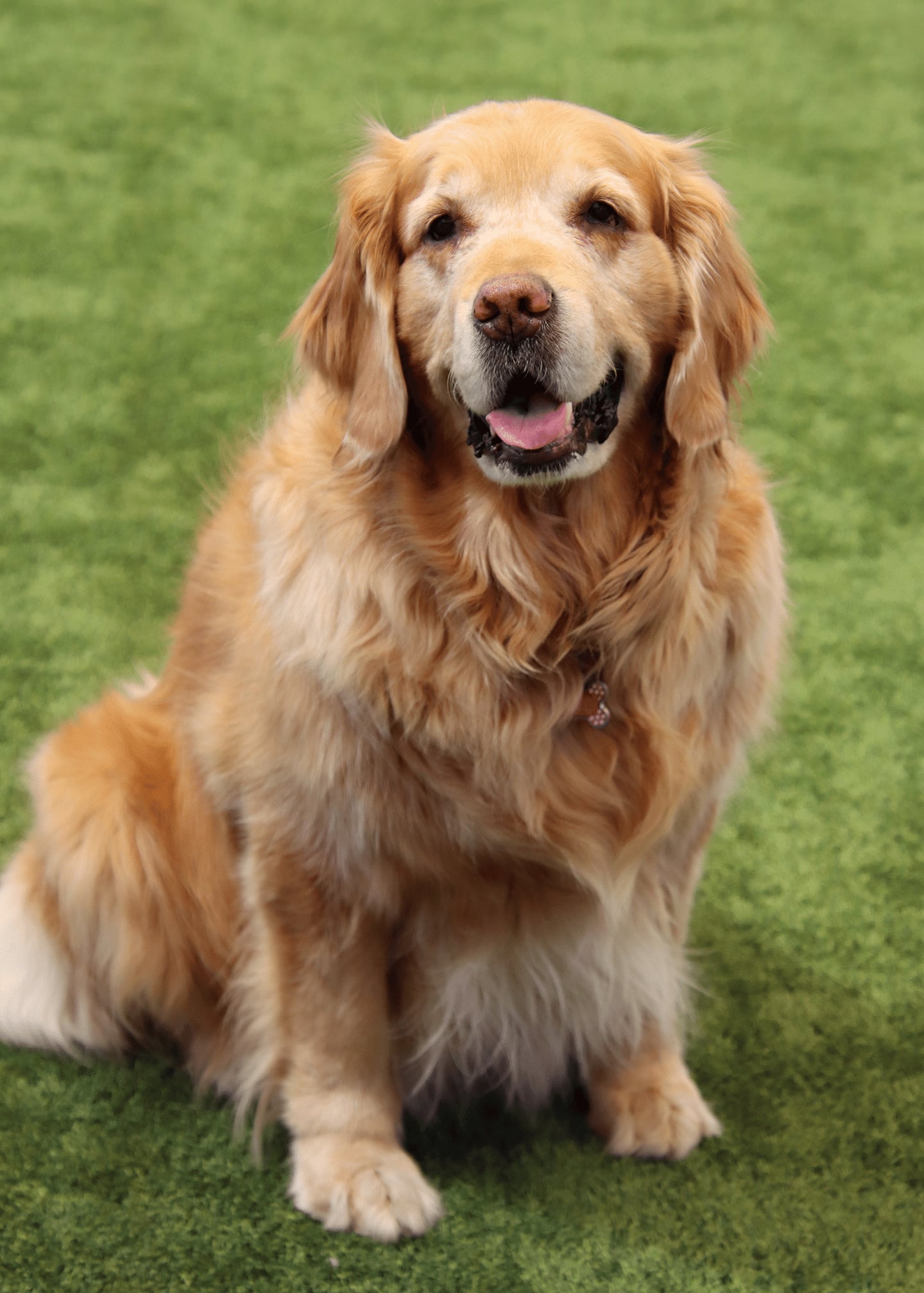 A golden retriever with a fluffy coat sits on green grass, looking at the camera with its mouth slightly open and tongue visible, as if eagerly awaiting a Tomato Dinner at Chicken N Pickle.