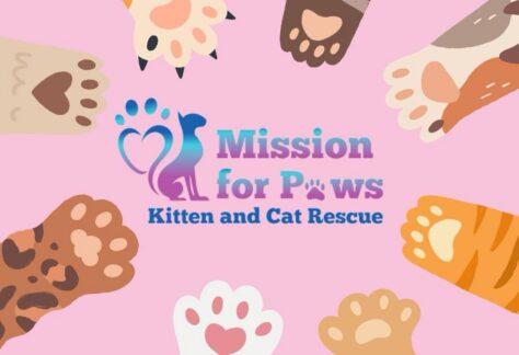 Illustration of various cat paws forming a circle around the text Mission for Paws Kitten and Cat Rescue on a pink background. Each paw has a different color and pattern.